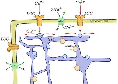 Computational Model of Calcium Signaling in Cardiac Atrial Cells at the Submicron Scale